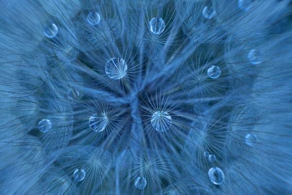 Photograph Omer Alp Evirgen Dandelion on One Eyeland